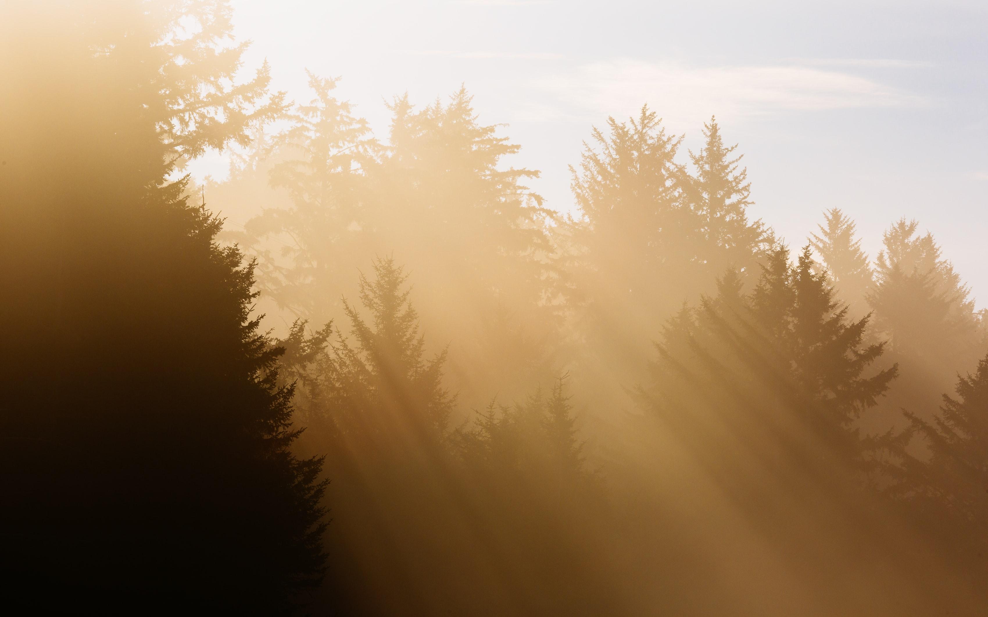 sunlight through trees