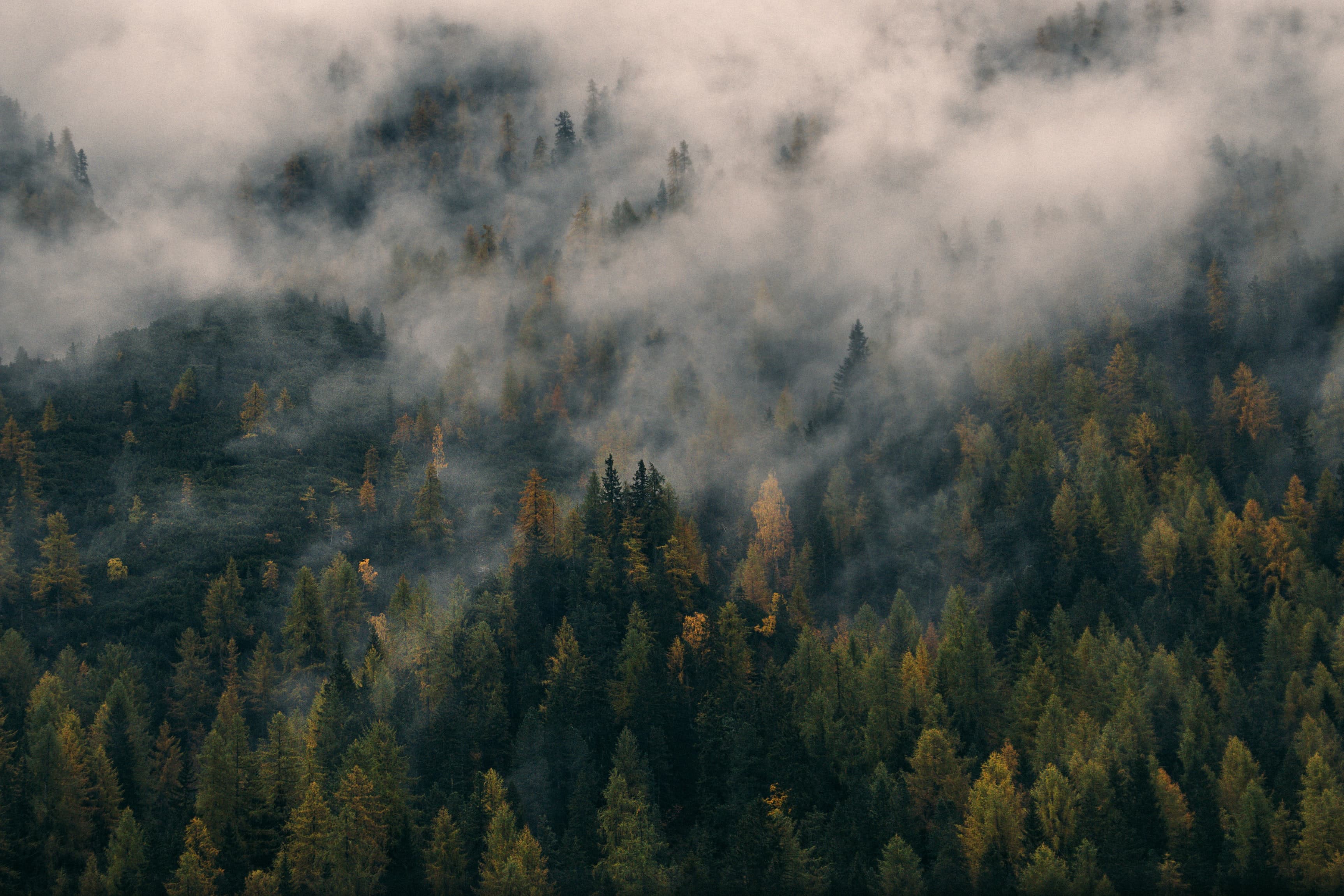 Trees with cloud cover and low lying mist