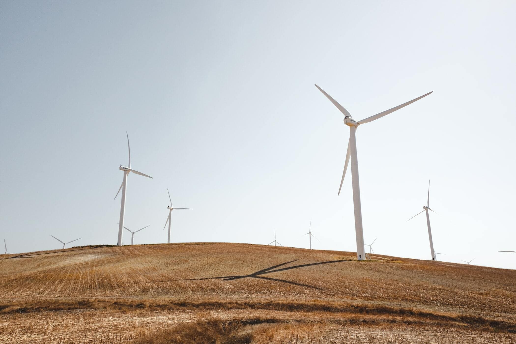 Windmills on a field