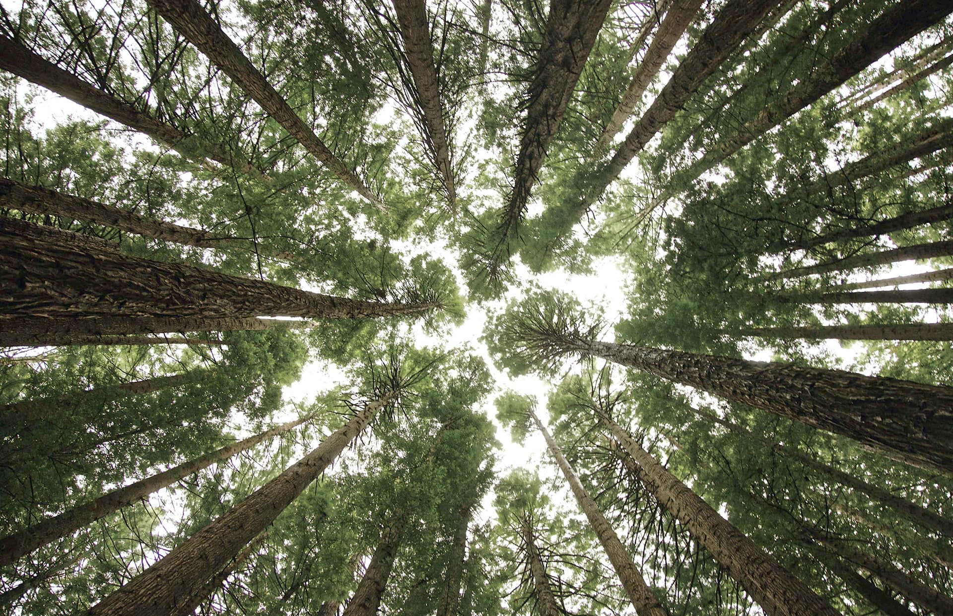 Woodlands trees