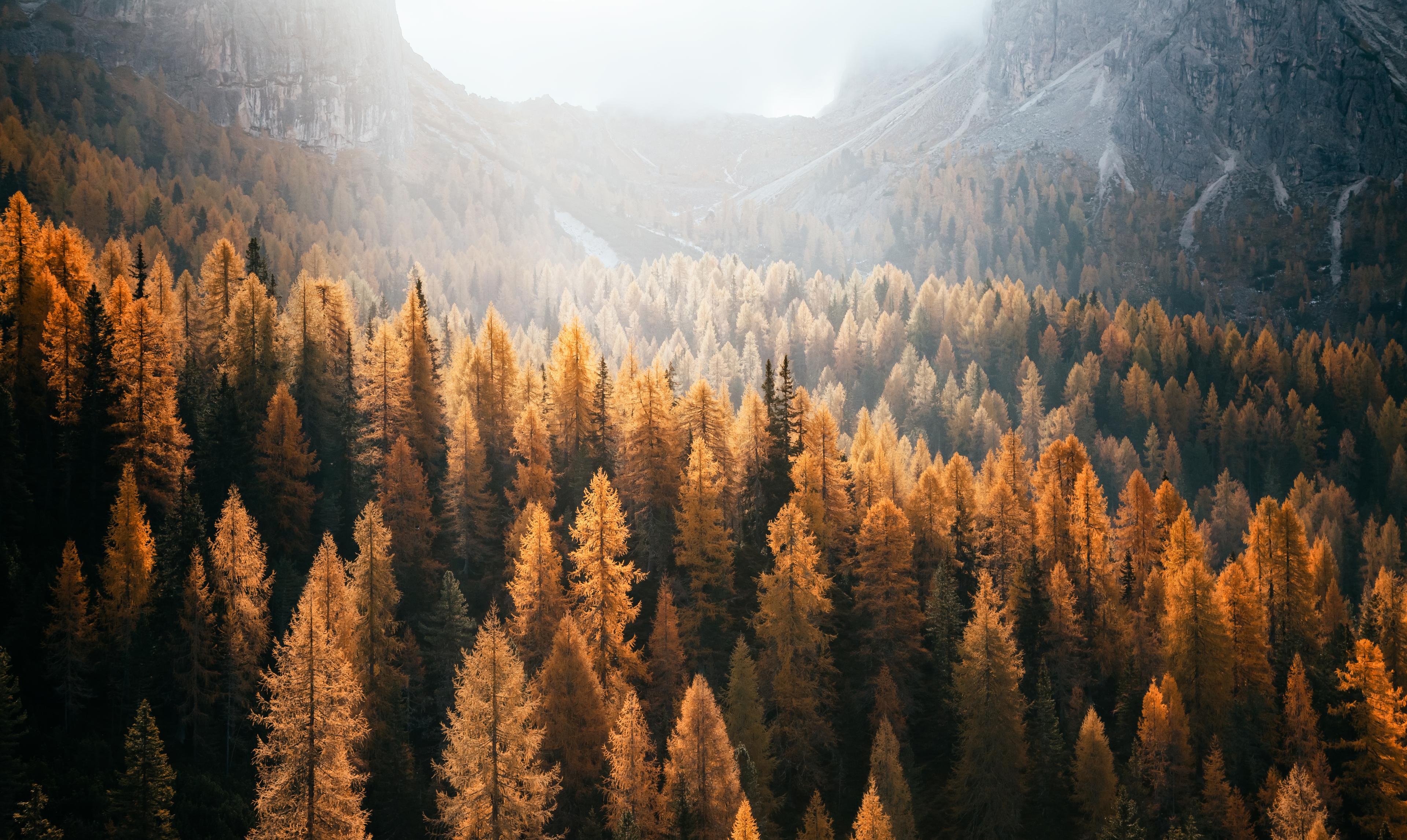 Trees in autumn at the bottom of a valley