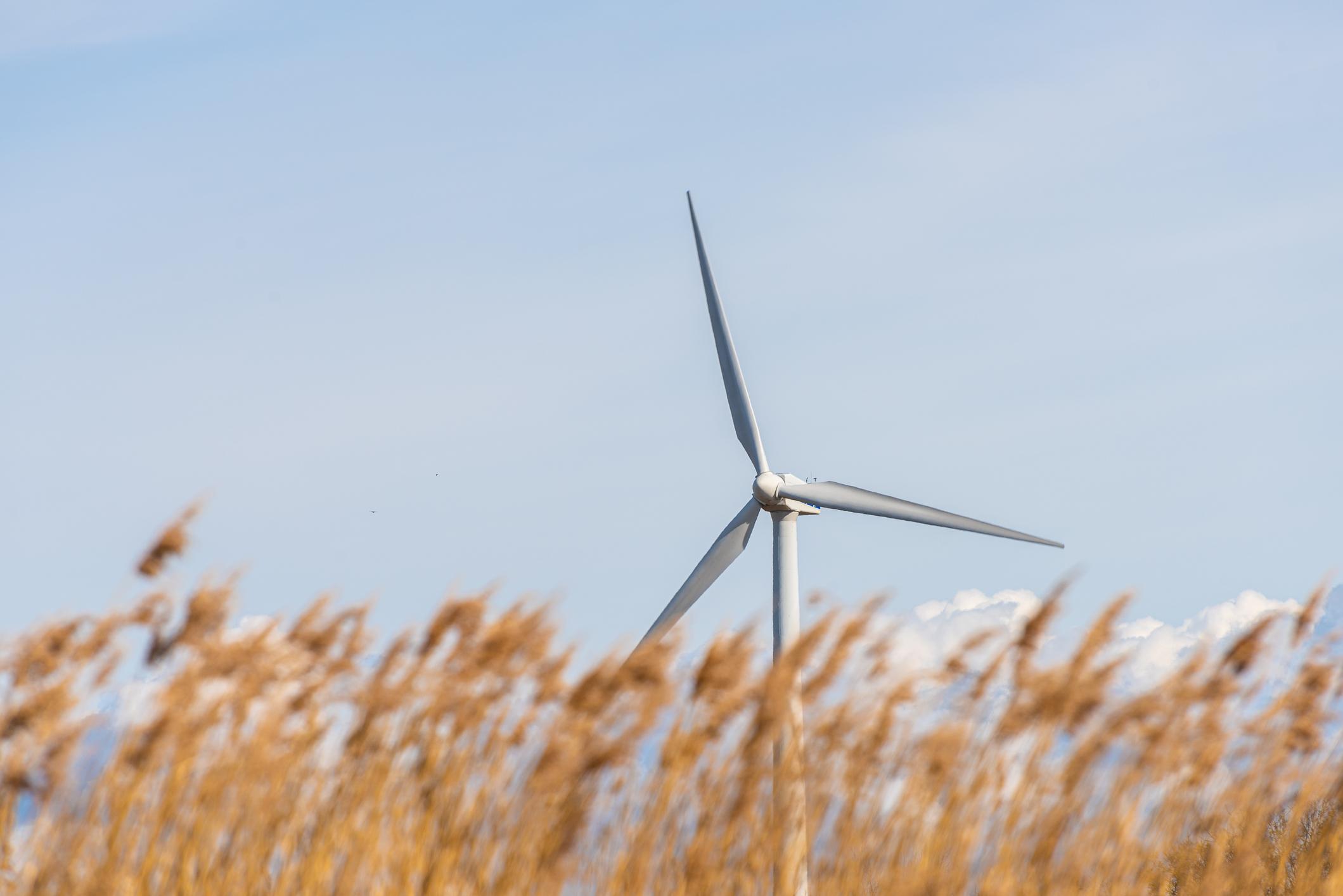 Wind turbine in a field of corn