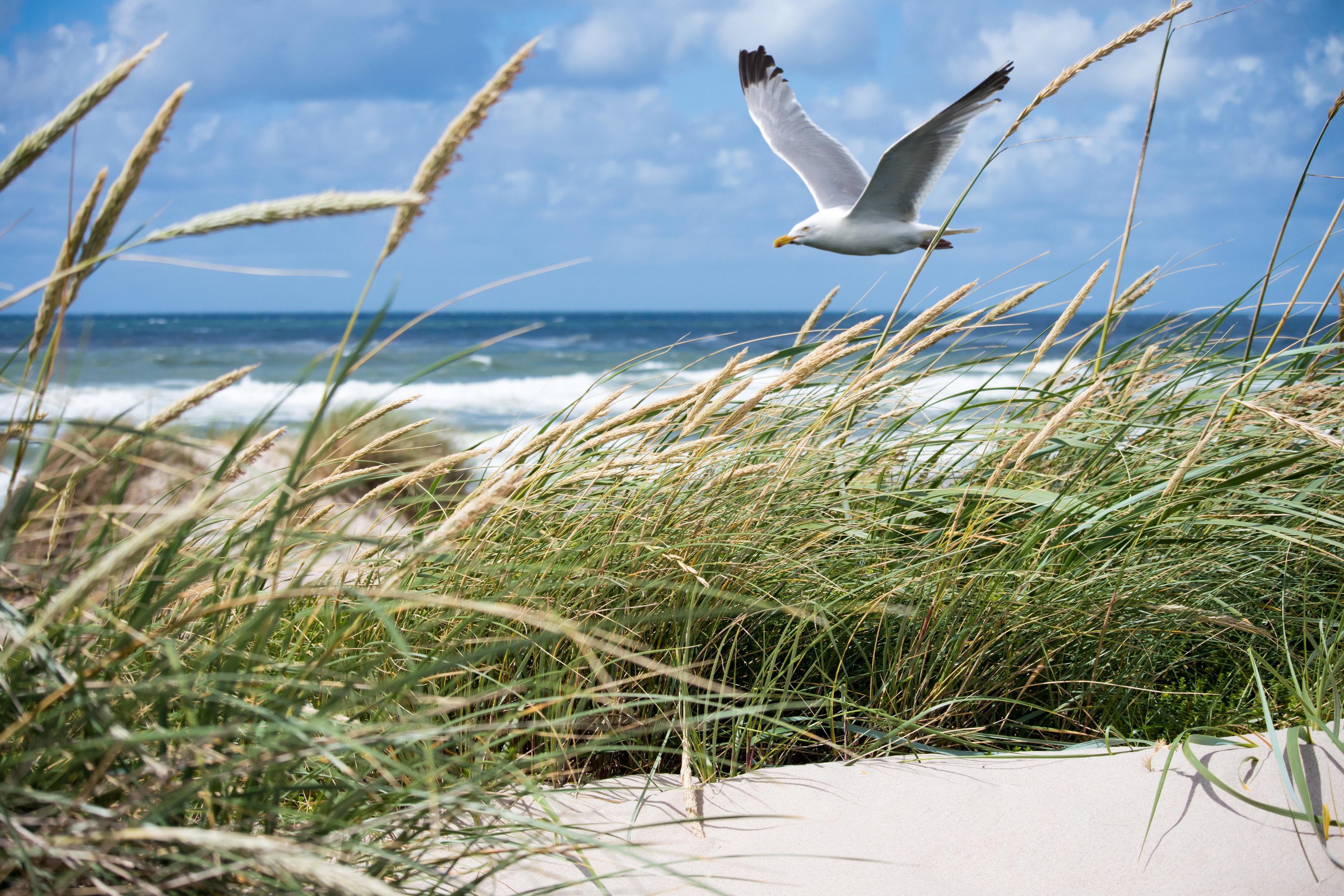 Beach and Seagull