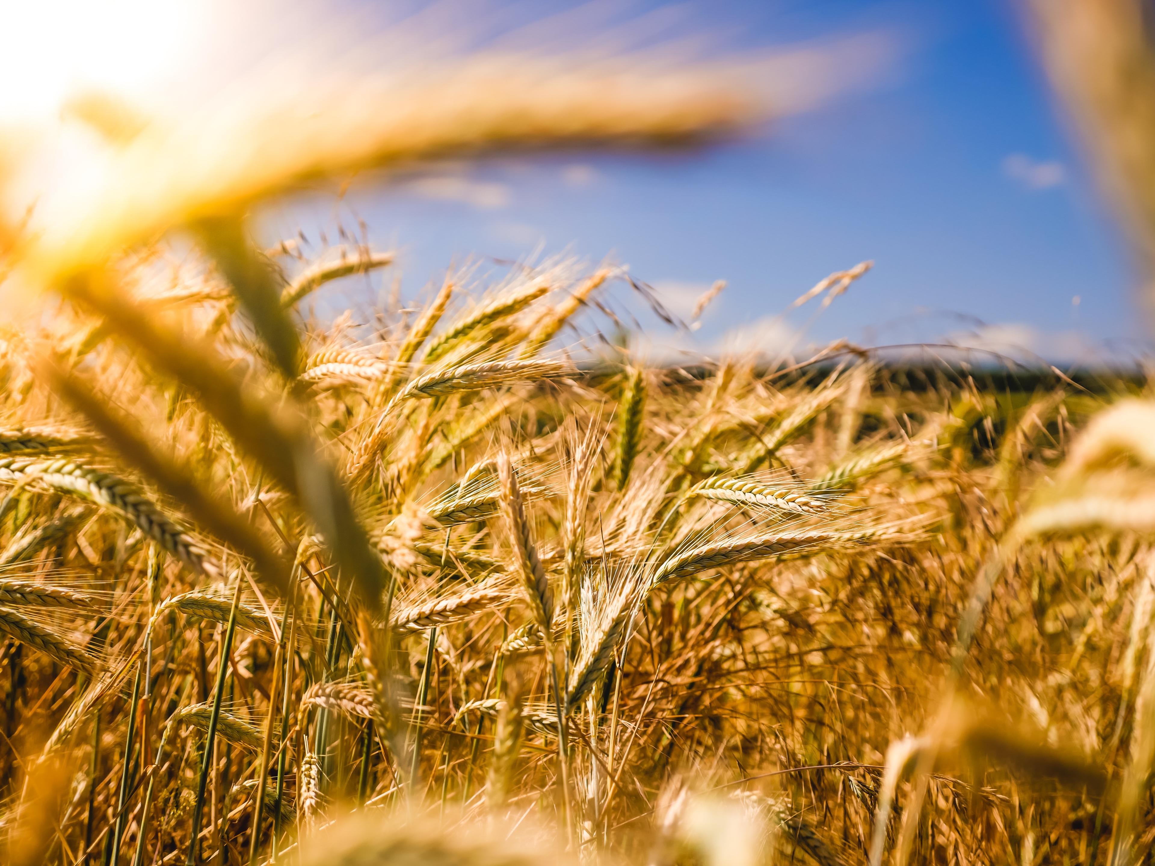 Yellow field