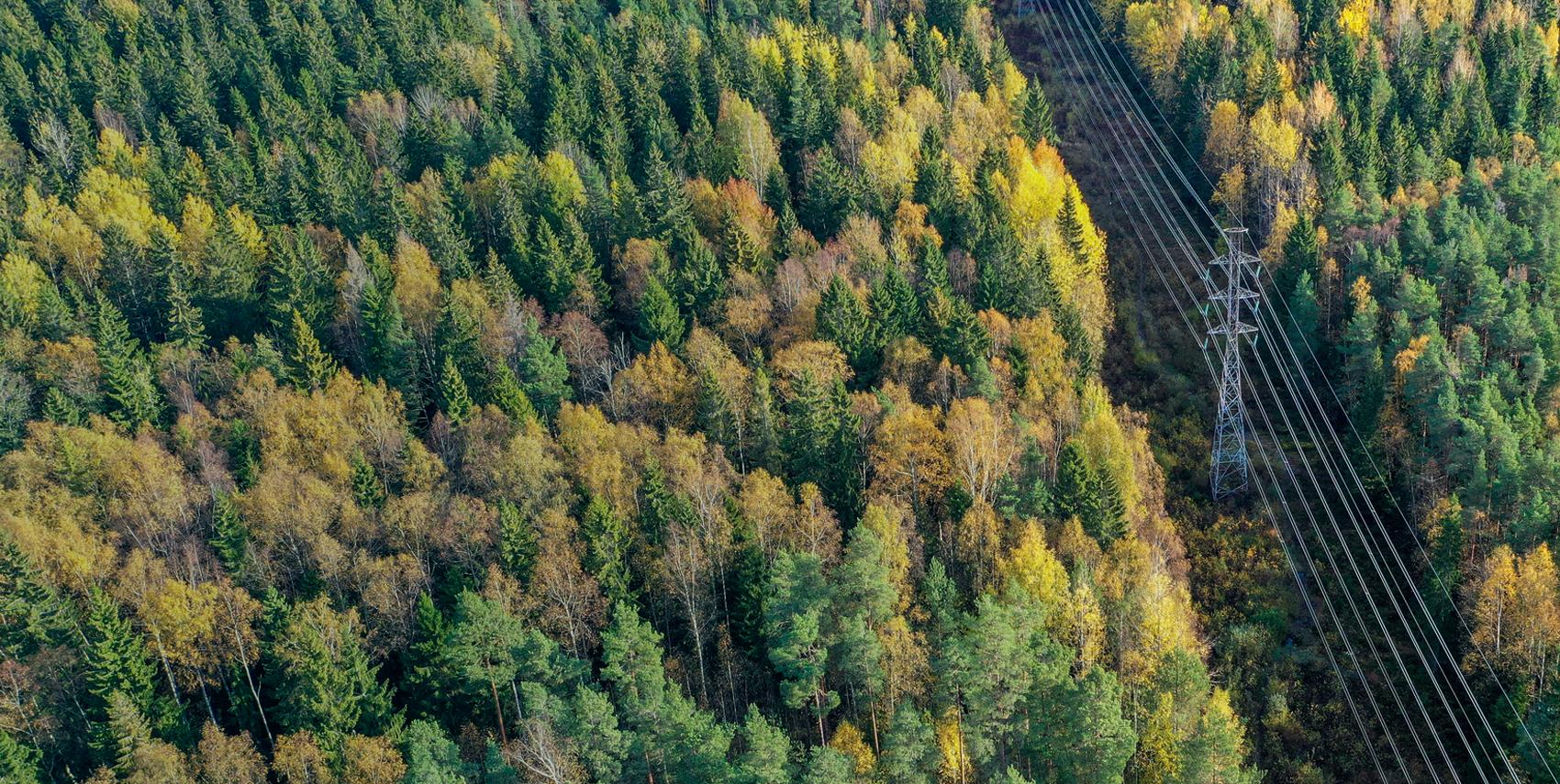 Forest and power line